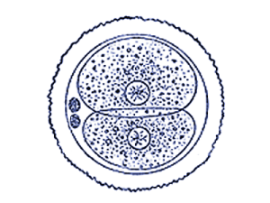 06.gif