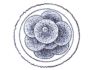 09.gif
