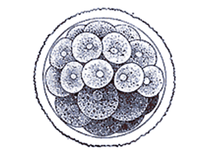 11.gif