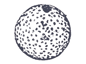 13.gif