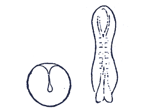 18.gif
