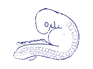 20.gif