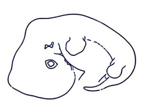 24