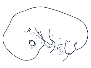 31_33.gif