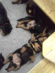 siesta