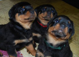tri